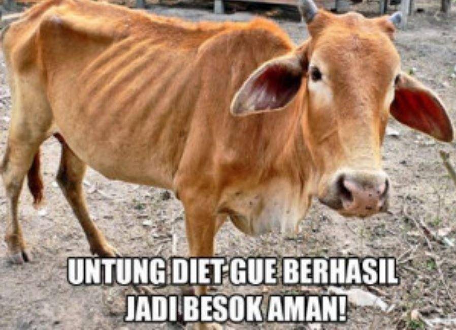 meme hewan kurban nyamar (lucu.me)