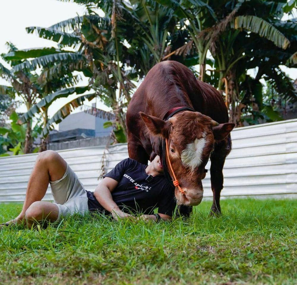 potret sapi kurban Bima Aryo (instagram.com/bimaaryo)