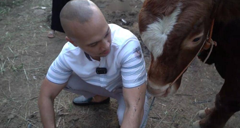 potret sapi kurban Bima Aryo (youtube.com/The Golden Family)