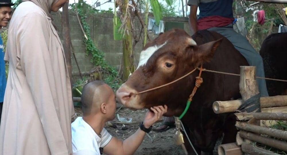 potret sapi kurban Bima Aryo (youtube.com/The Golden Family)
