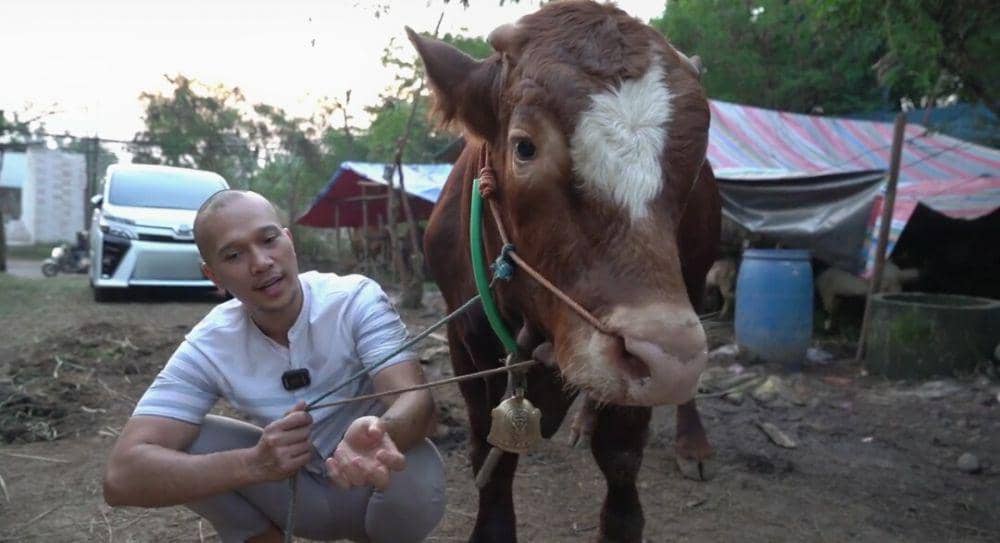 potret sapi kurban Bima Aryo (youtube.com/The Golden Family)