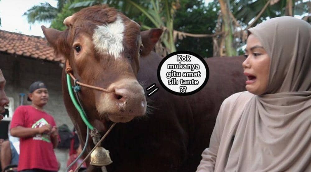 potret sapi kurban Bima Aryo (youtube.com/The Golden Family)