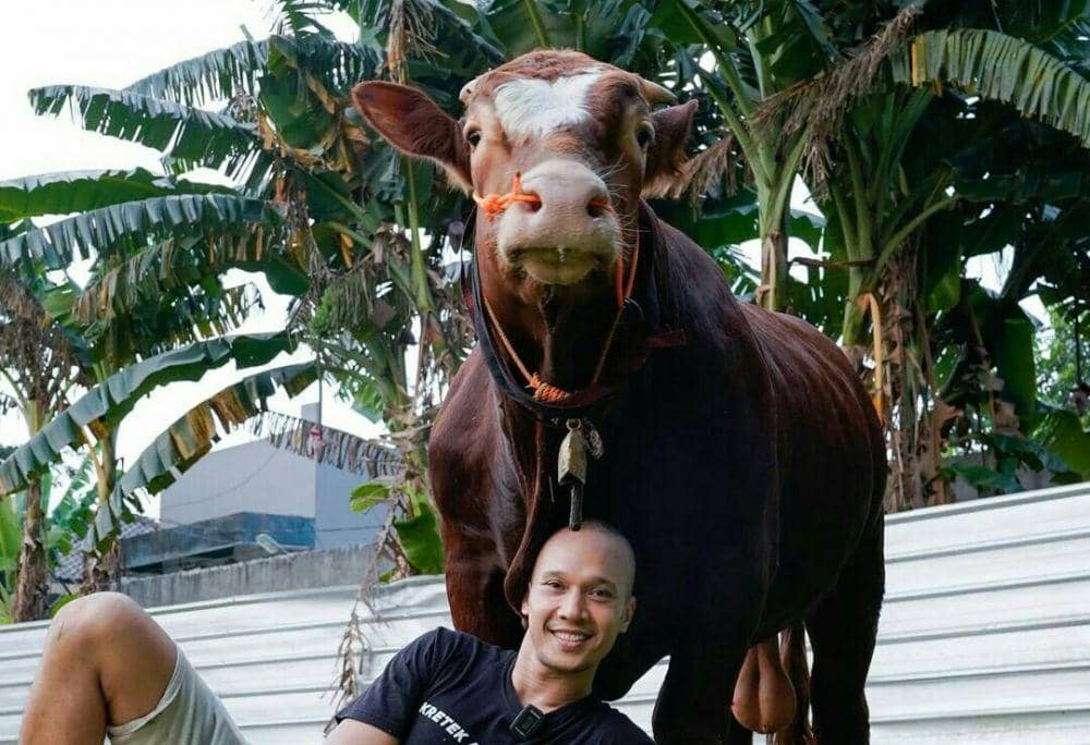 potret sapi kurban Bima Aryo (instagram.com/bimaaryo)