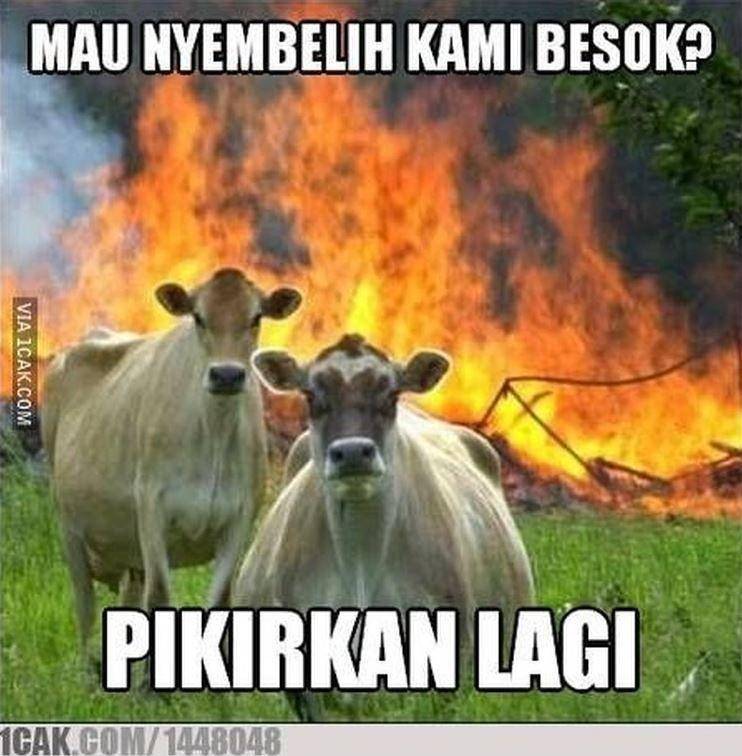 meme hewan kurban nyamar (1cak.com)