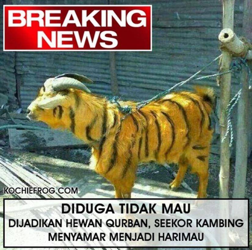 meme hewan kurban nyamar (instagram.com/yuktertawa)
