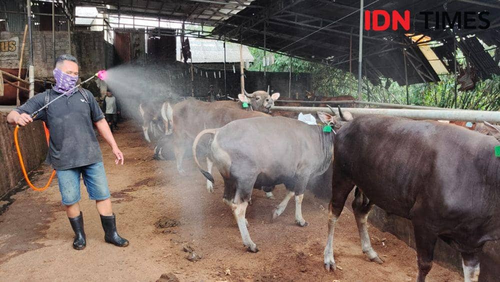 Seorang pegawai Sapi Bagus memberikan disinfektan di lokasi peternakan di Kecamatan Tapos, Kota Depok. (IDNTimes/Dicky)
