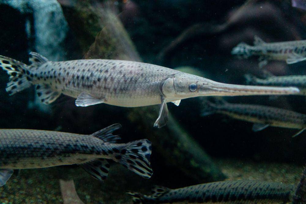 ikan longnose gar (chesapeakebay.net)