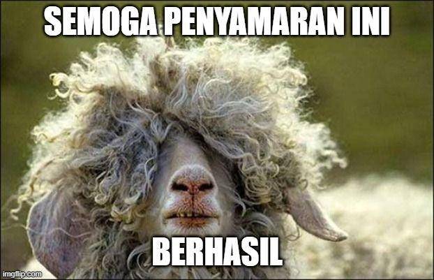 meme hewan kurban nyamar (dok. IDN Times)