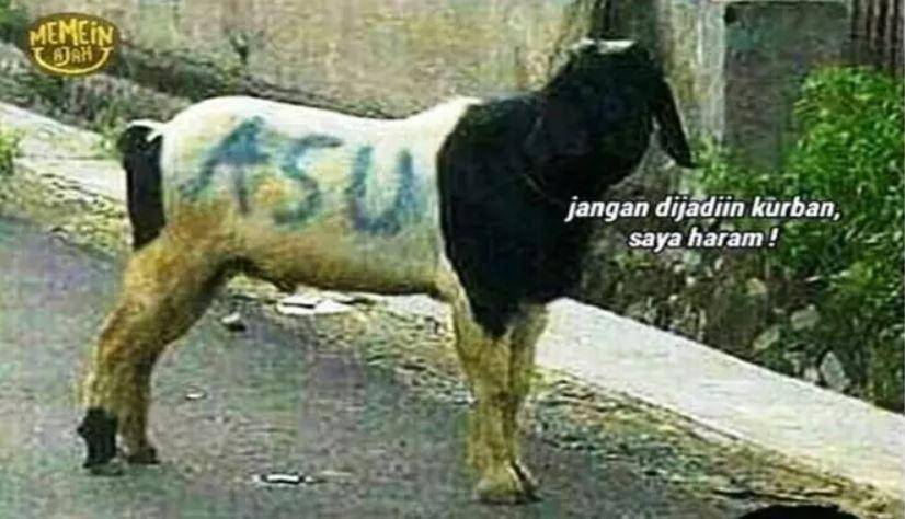 meme hewan kurban nyamar (instagram.com/memeinajah)