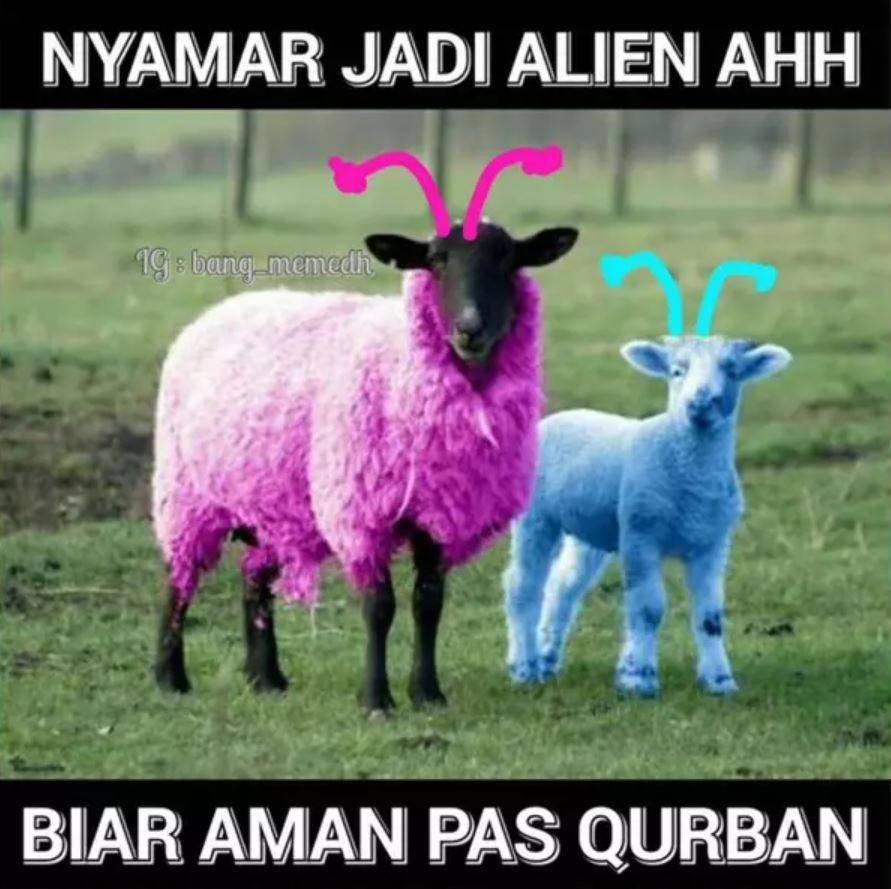 meme hewan kurban nyamar (instagram.com/bang_memedh)