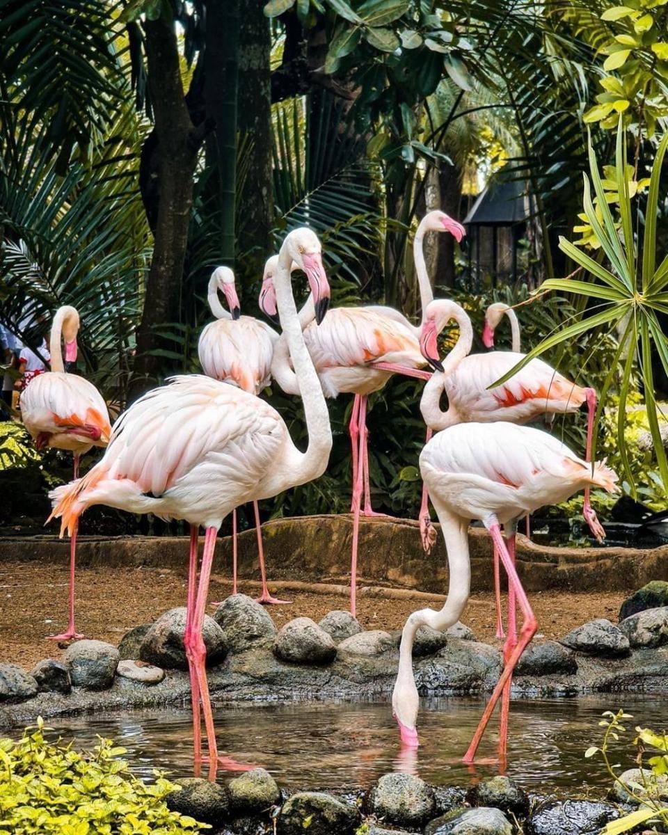 Potret burung flamingo di Bali Bird Park (instagram.com/balibirdparkofficial)