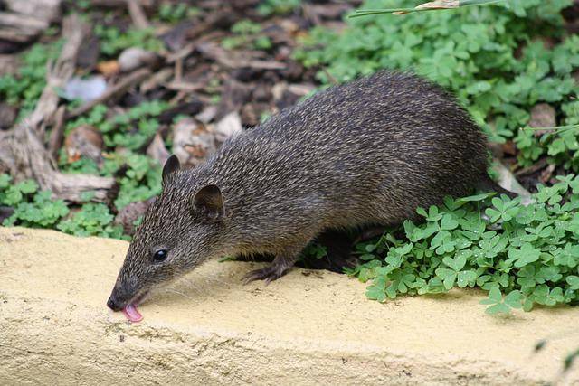 bandicoot (pixabay.com/DanielleShaw)