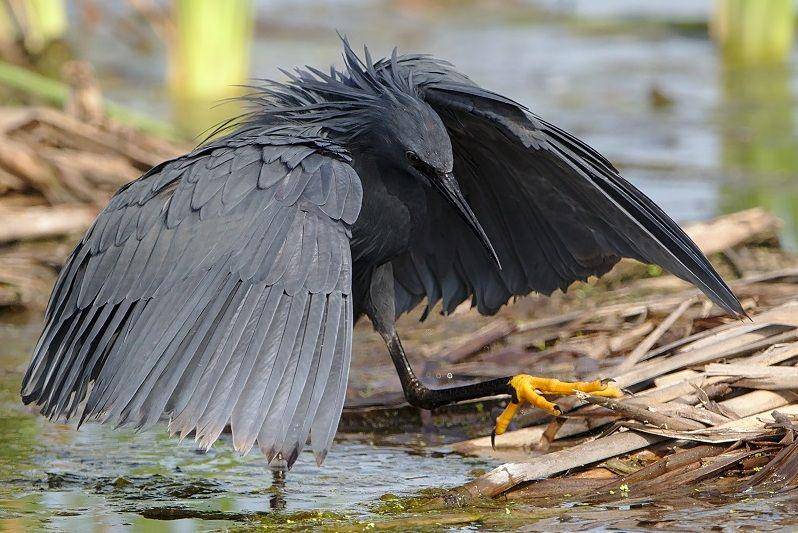 ilustrasi kuntul hitam berjalan di perairan dangkal (commons.wikimedia.org/Derek Keats)
