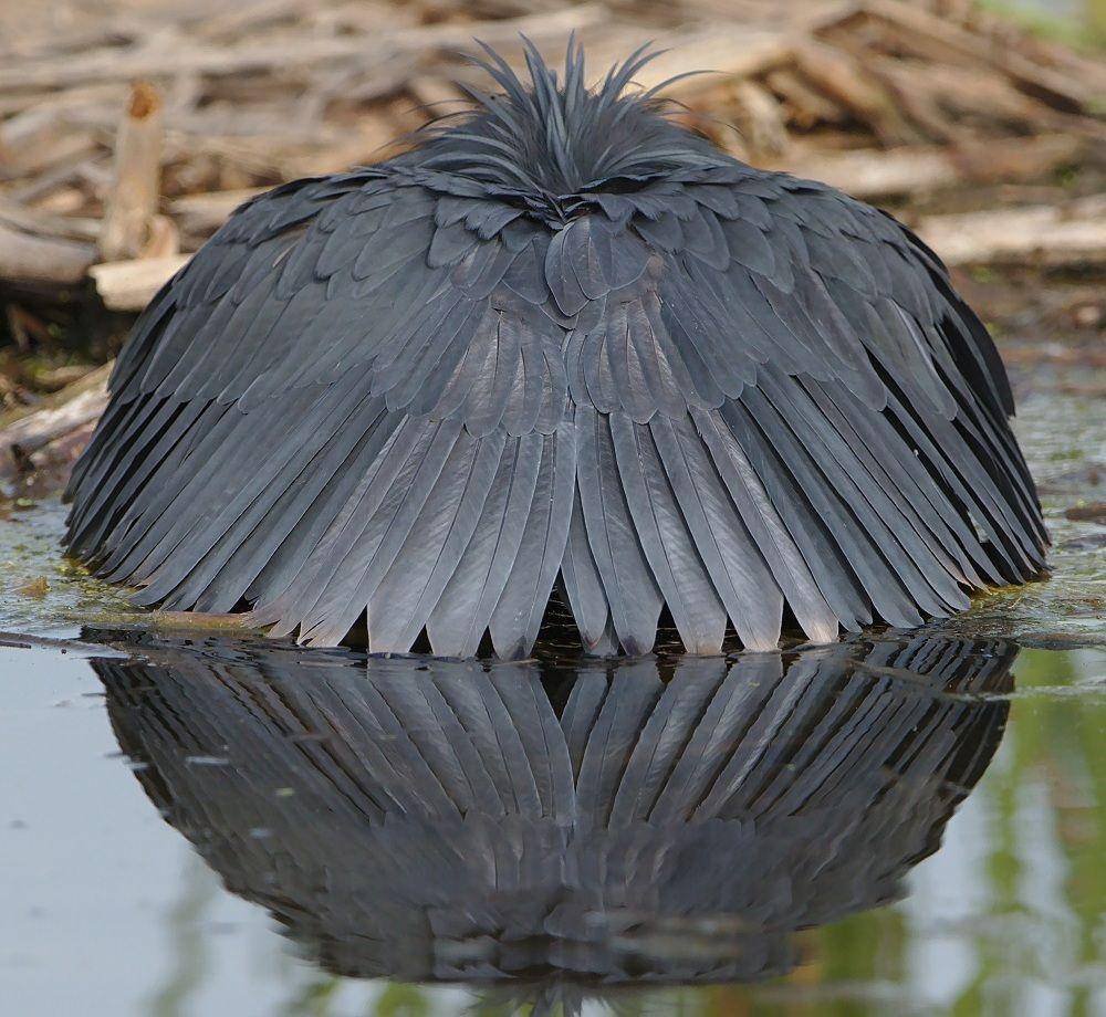 ilustrasi teknik canopy feeding burung kuntul hitam (commons.wikimedia.org/Derek Keats)