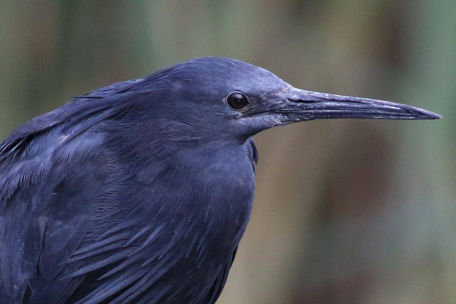 ilustrasi burung kuntul hitam (commons.wikimedia.org/Derek Keats)