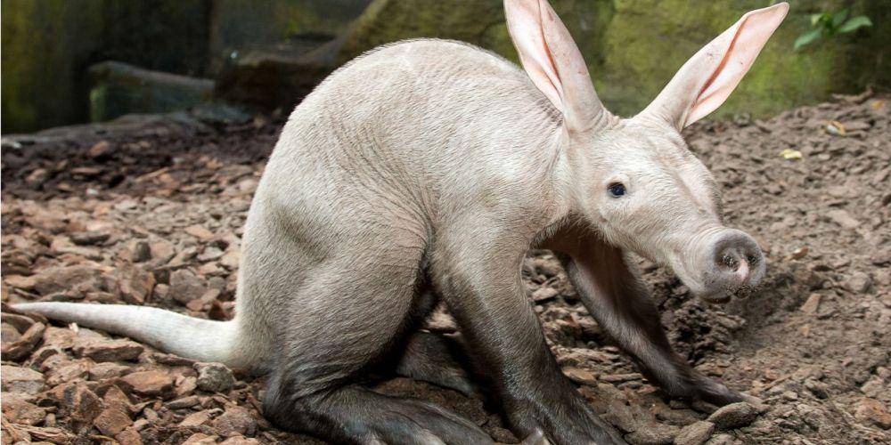 aardvark (burgerszoo.com)