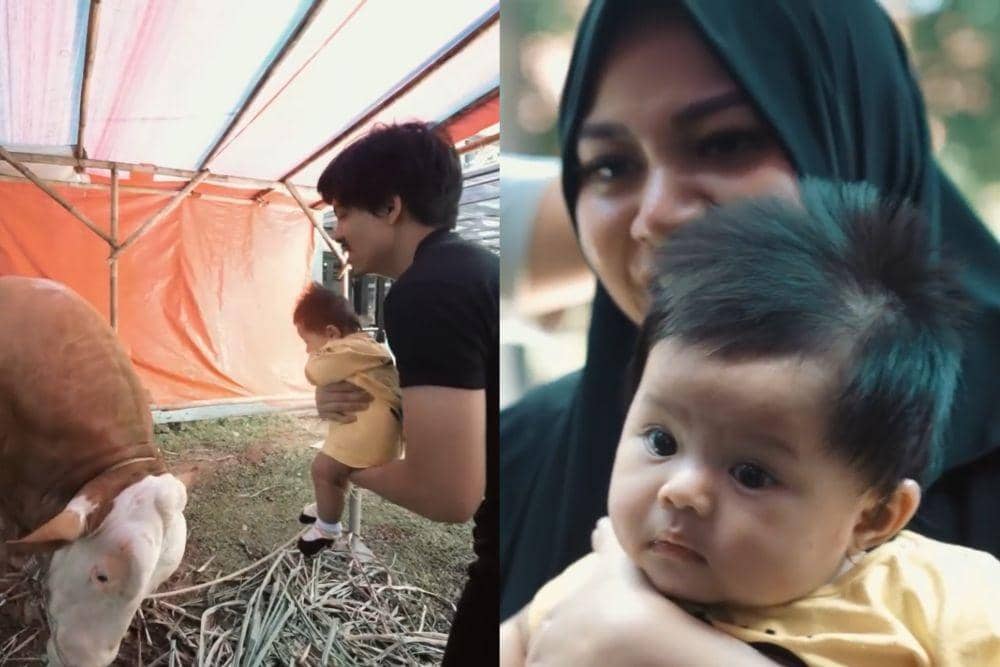 10 Momen Ameena Ketemu Sapi Kurbannya, Hampir Diseruduk!