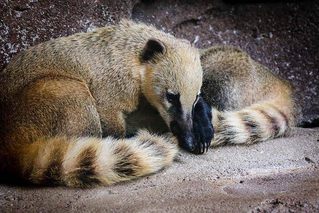 coati (pixabay.com/khw80)