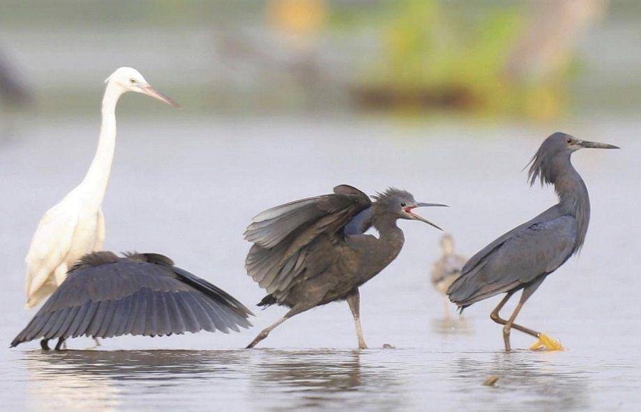 ilustrasi burung kuntul hitam (commons.wikimedia.org/Chevalde3)