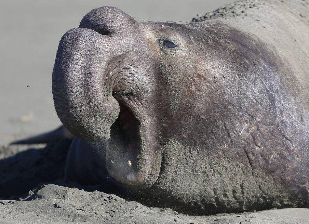 gajah laut (petaluma360.com)