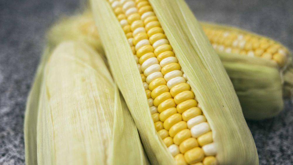 ilustrasi jagung (unsplash.com/@phienix_han)