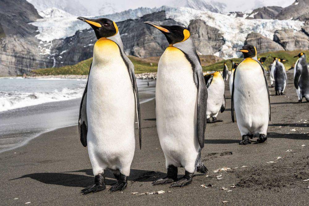 ilustrasi penguin (unsplash.com/@htn_films)