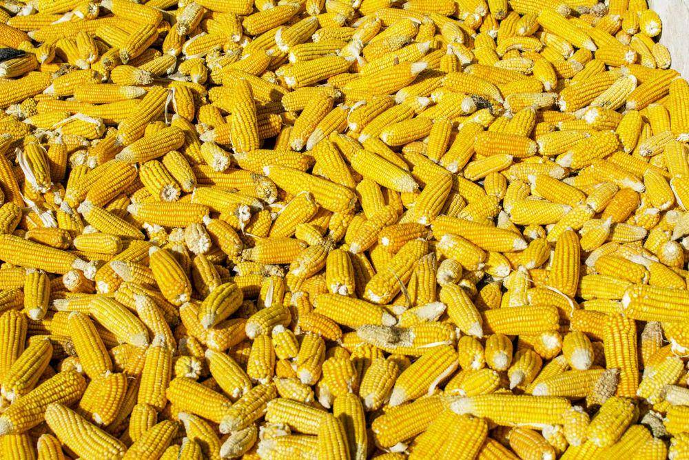 ilustrasi hasil panen jagung (unsplash.com/@kbhariyani)