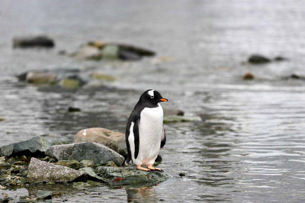 ilustrasi penguin (unsplash.com/@66north)