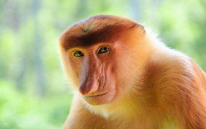 monyet bekatan (balisafarimarinepark.com)