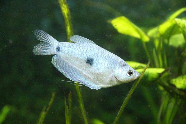 Ilustrasi seekor ikan sepat. (pixabay.com/zoosnow)