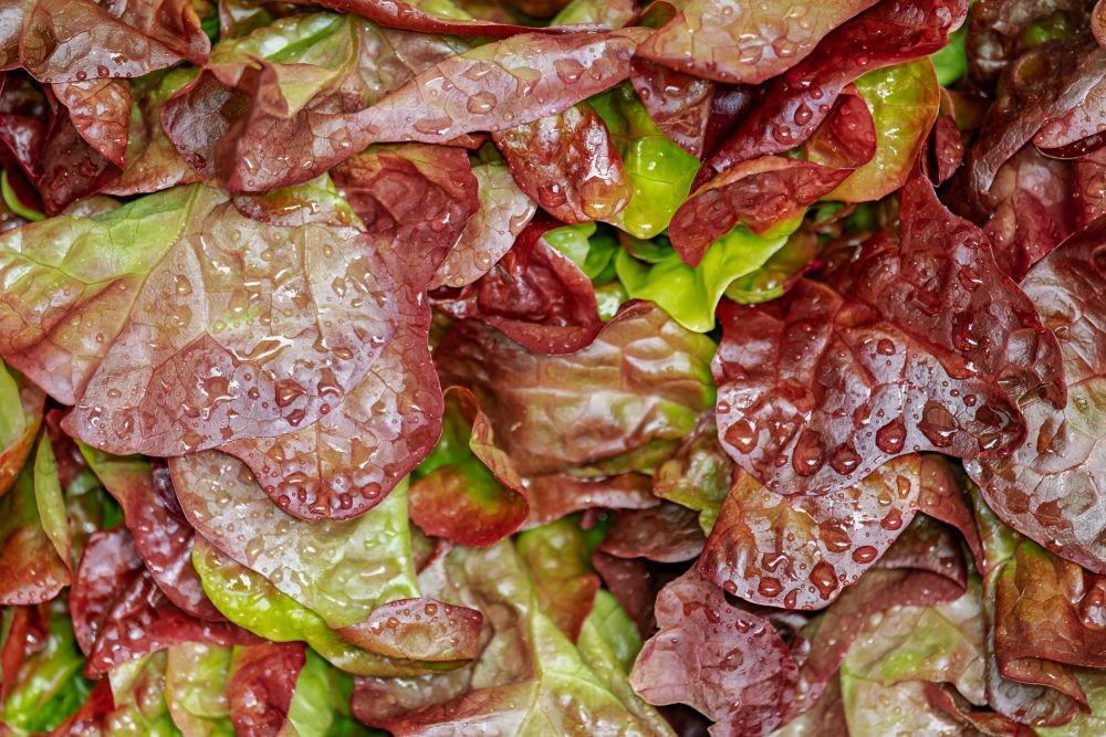 10 Manfaat Selada Merah bagi Kesehatan, Kamu Doyan Gak?