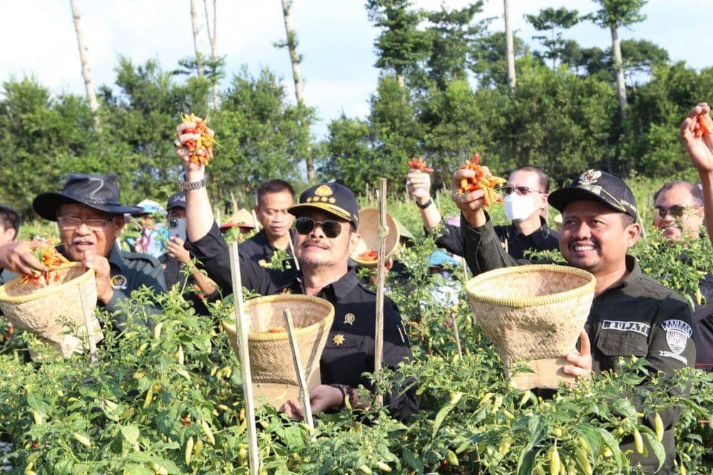 Mentan Syahrul Yasin memanen cabai. (Dok. Kementan)