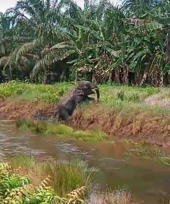 (Tampak seekor gajah liar masuk perkampungan yang sempat terekam oleh ponsel warga Air Sugihan) IDN Times/Istimewa