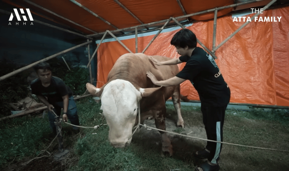 momen Ameena bertemu sapi kurban Mega Lodon (youtube.com/attahalilintar)