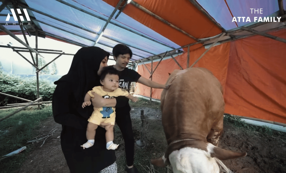 momen Ameena bertemu sapi kurban Mega Lodon (youtube.com/attahalilintar)