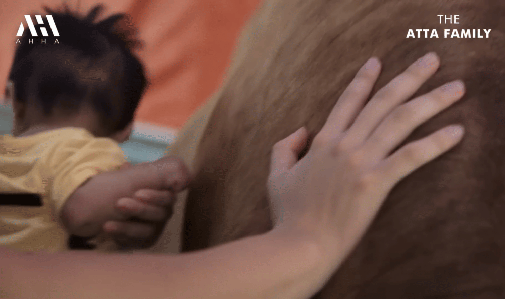 momen Ameena bertemu sapi kurban Mega Lodon (youtube.com/attahalilintar)