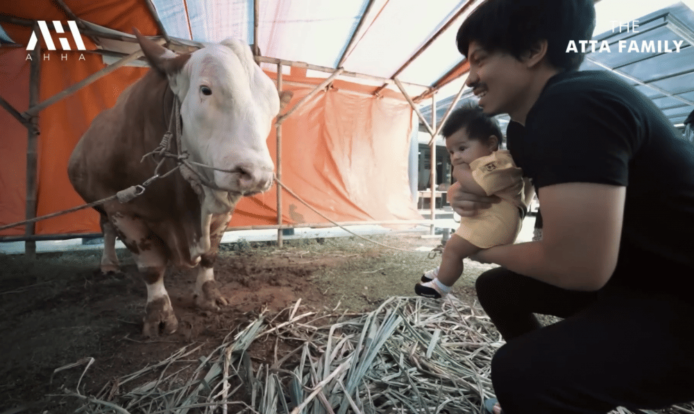 momen Ameena bertemu sapi kurban Mega Lodon (youtube.com/attahalilintar)