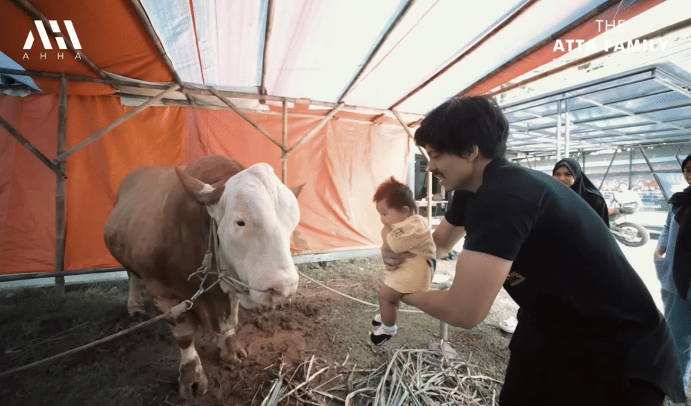 momen Ameena bertemu sapi kurban Mega Lodon (youtube.com/attahalilintar)