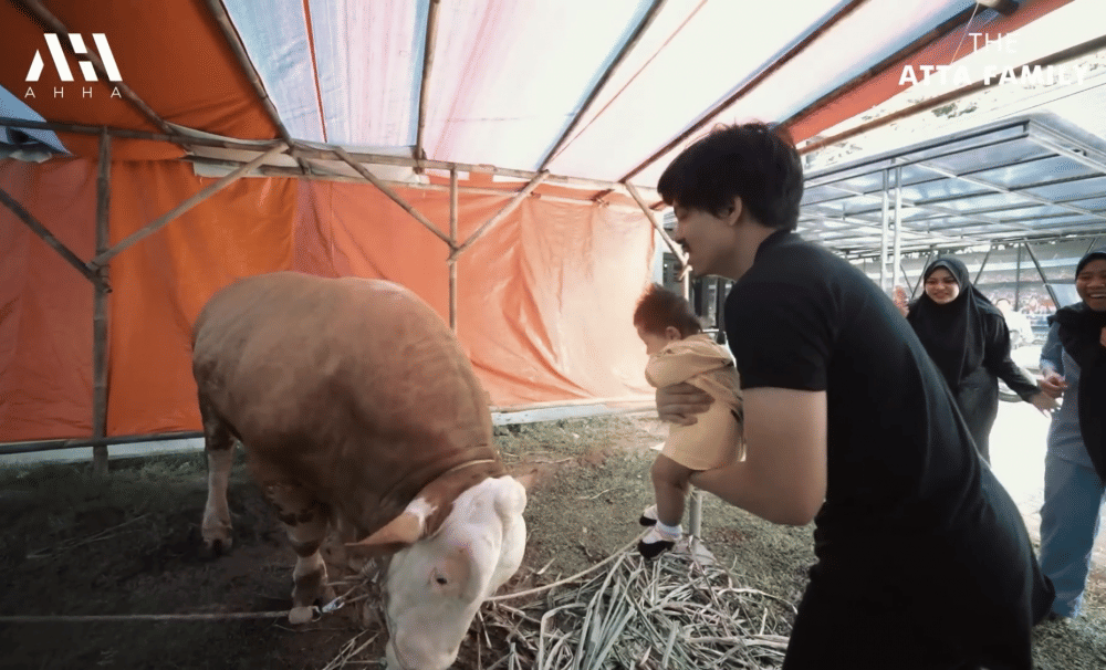 momen Ameena bertemu sapi kurban Mega Lodon (youtube.com/attahalilintar)