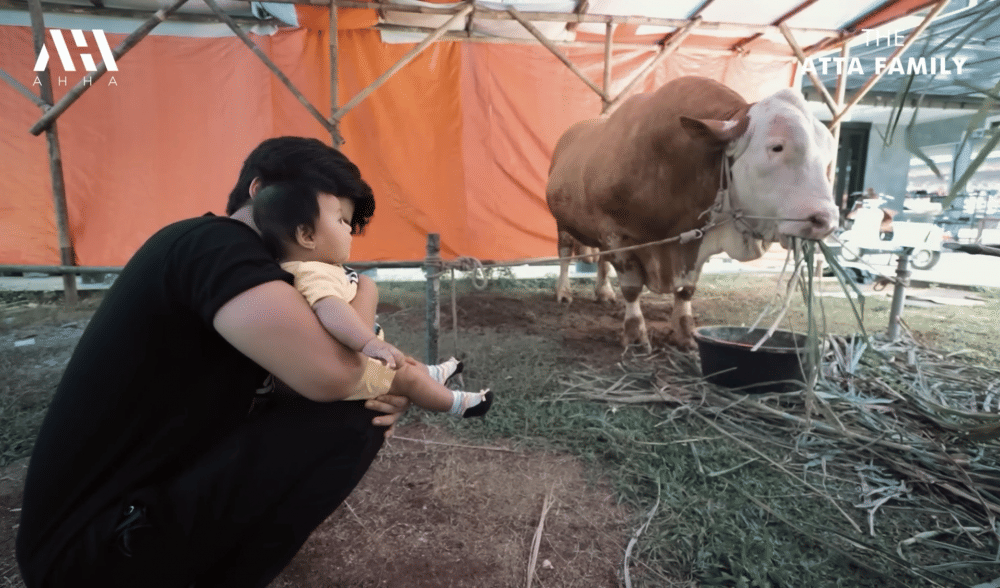 momen Ameena bertemu sapi kurban Mega Lodon (youtube.com/attahalilintar)