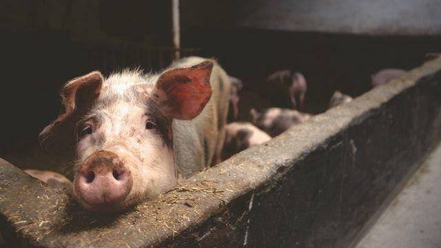 babi domestik (pexels.com/MatthiasZomer)