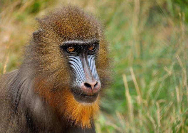 mandrill (pexels.com/Pixabay)