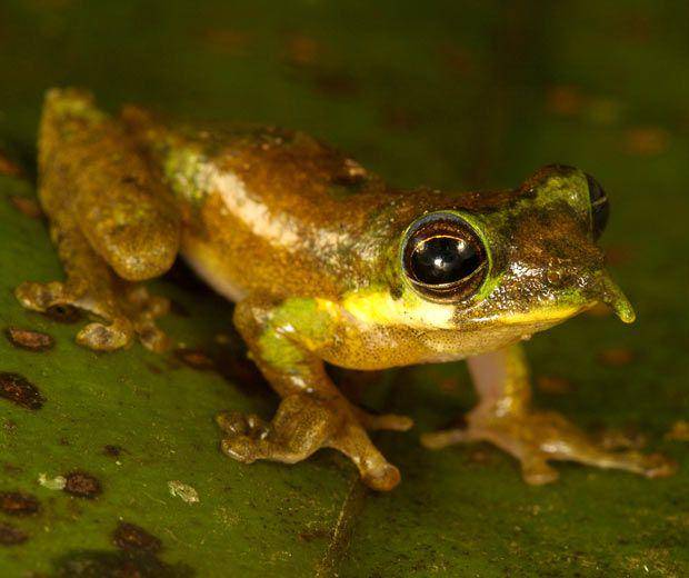 katak pinnochio (amphibianfact.com)