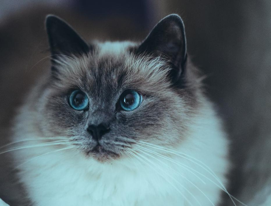 5 Fakta Unik Kucing Birman, Konon Katanya Datang dari Kuil