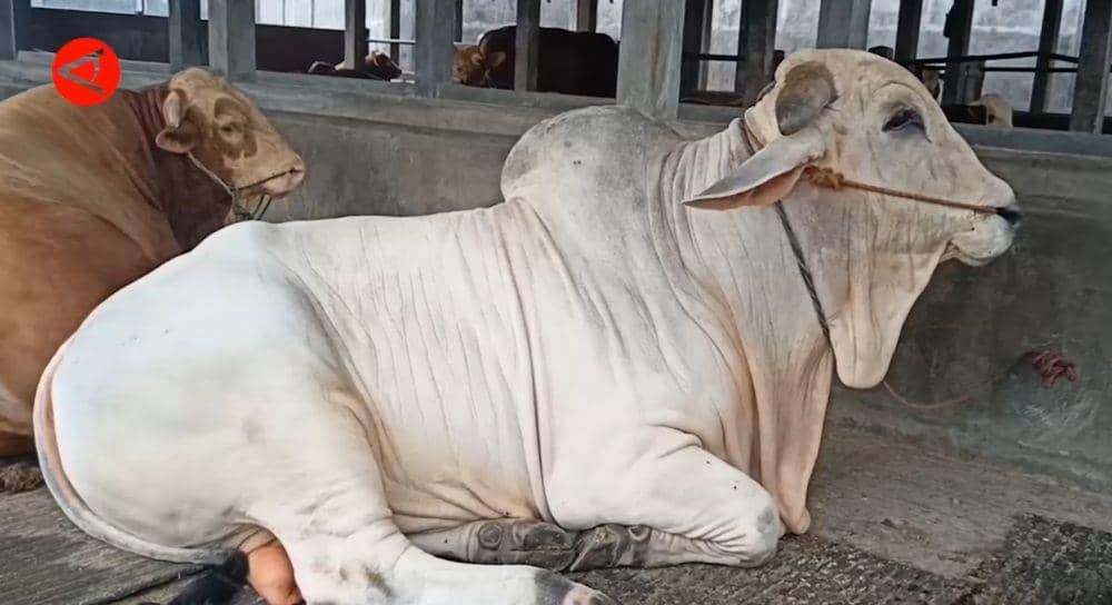 Sultan dari Cilegon Jadi Sapi Kurban Pesanan Presiden Jokowi