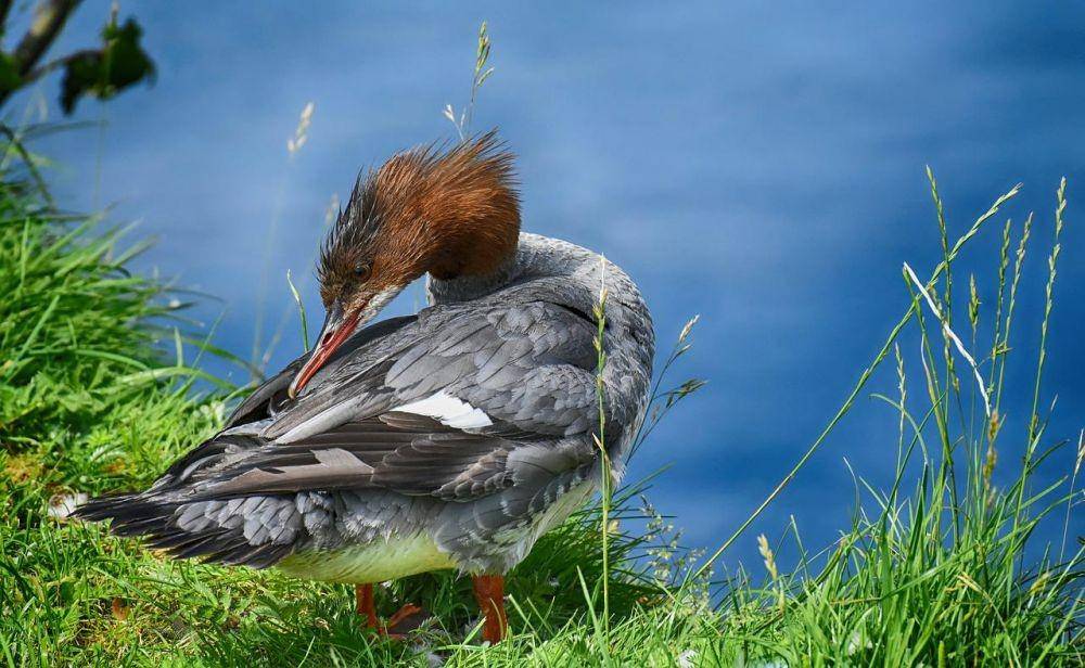 ilustrasi bebek (Pixabay.com/Alexas Fotos)