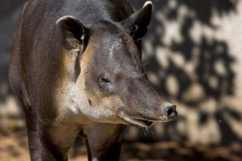 tapir (animals.sandiegozoo.org)