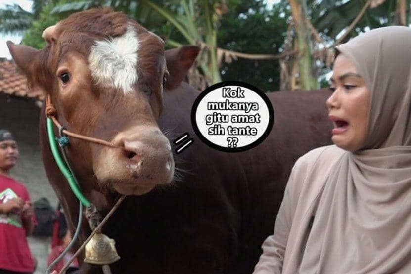 9 Potret Bagong, Disebut Sapi Kurban Terlucu 2022 Milik Bima Aryo