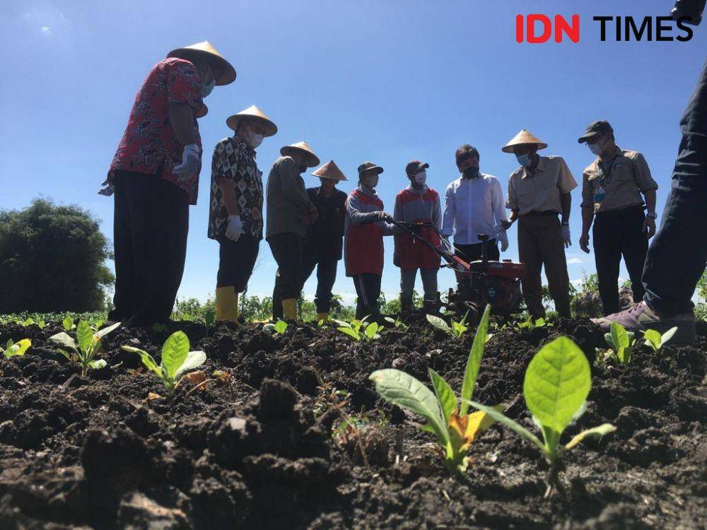 Kunjungan PT HM Sampoerna Tbk ke petani tembakau binaan di Wonogiri, Jawa Tengah, Kamis (7/7/2022). (IDN Times/Irfan Fathurohman)