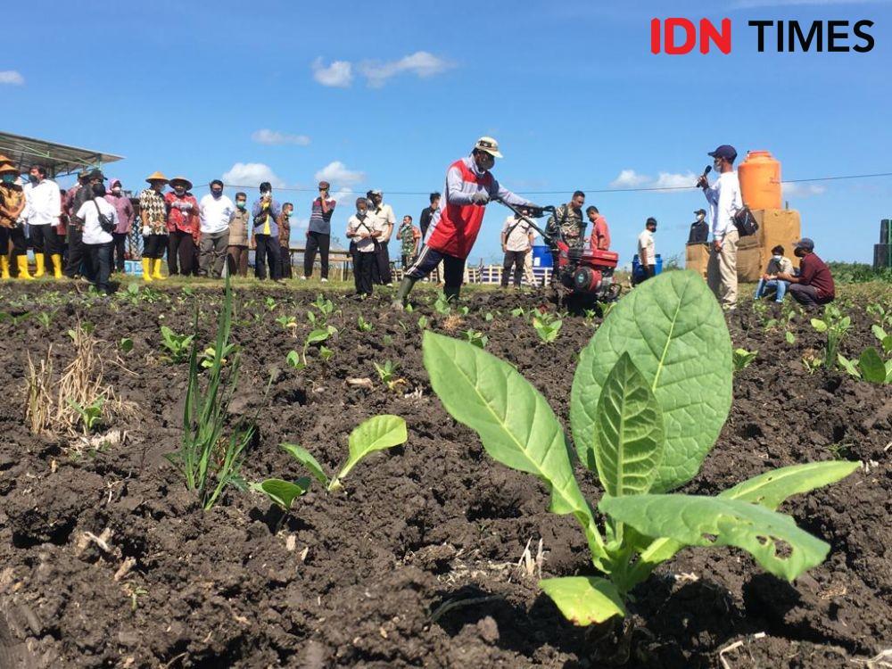 Kunjungan PT HM Sampoerna Tbk ke petani tembakau binaan di Wonogiri, Jawa Tengah, Kamis (7/7/2022). (IDN Times/Irfan Fathurohman)